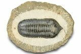 Morocconites Trilobite Fossil - Pathological Rostrum #300028-1